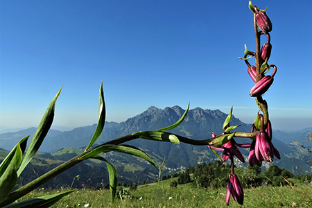 SENTIERO DEI FIORI ‘Claudio Brissoni’ ad anello da Capanna 2000 il 9 luglio 2020 - FOTOGALLERY